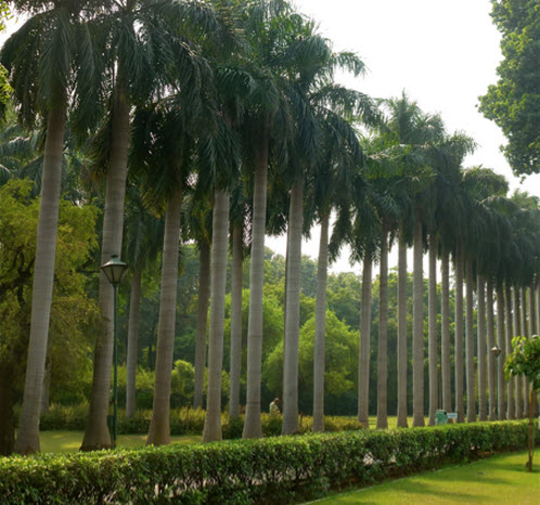 Delhi Visite Garden
